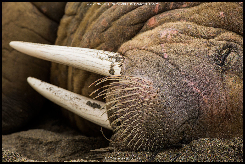 Walrus #1