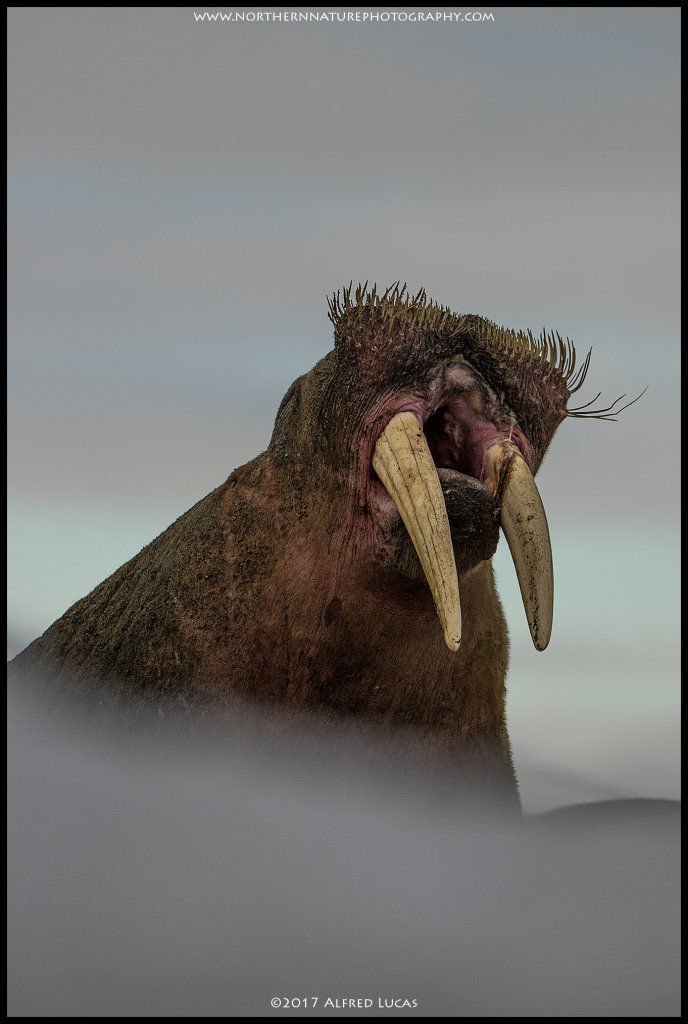 Walrus #2