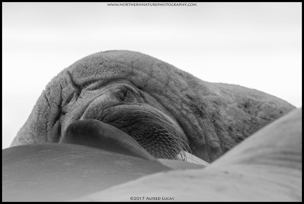 Walrus #3
