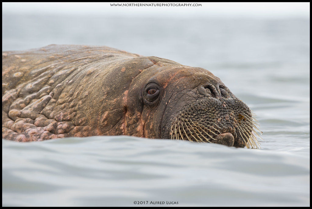 Walrus #4