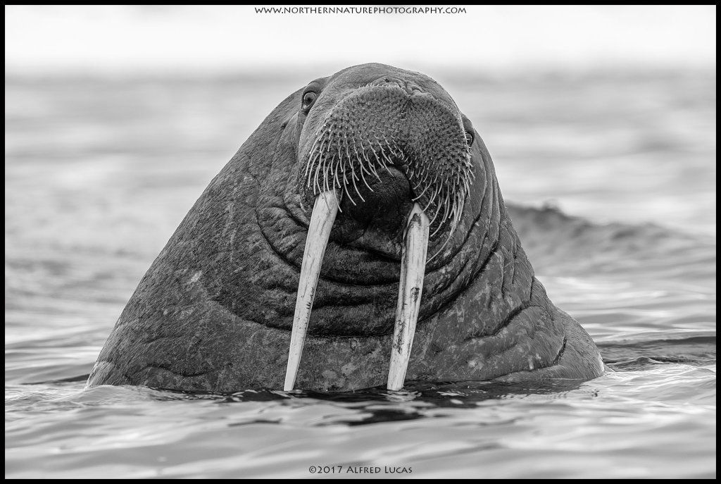 Walrus #5