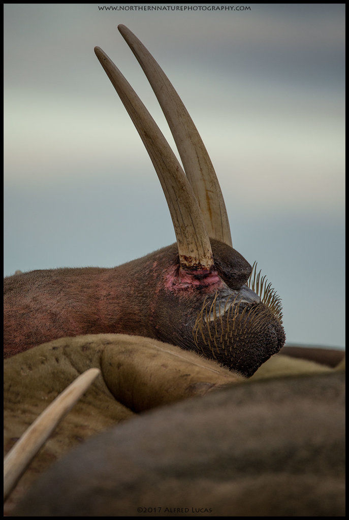 Walrus #6