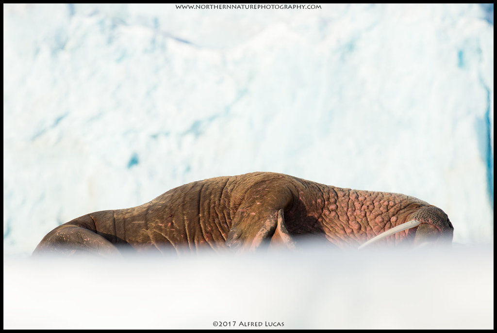 Walrus #7