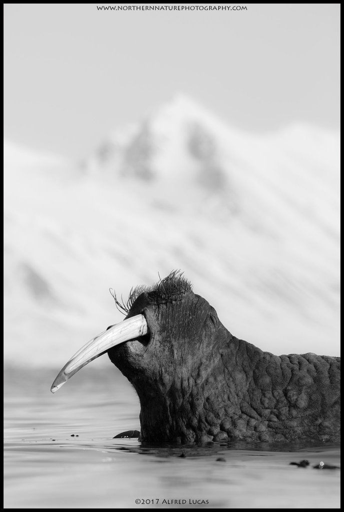 Walrus #8
