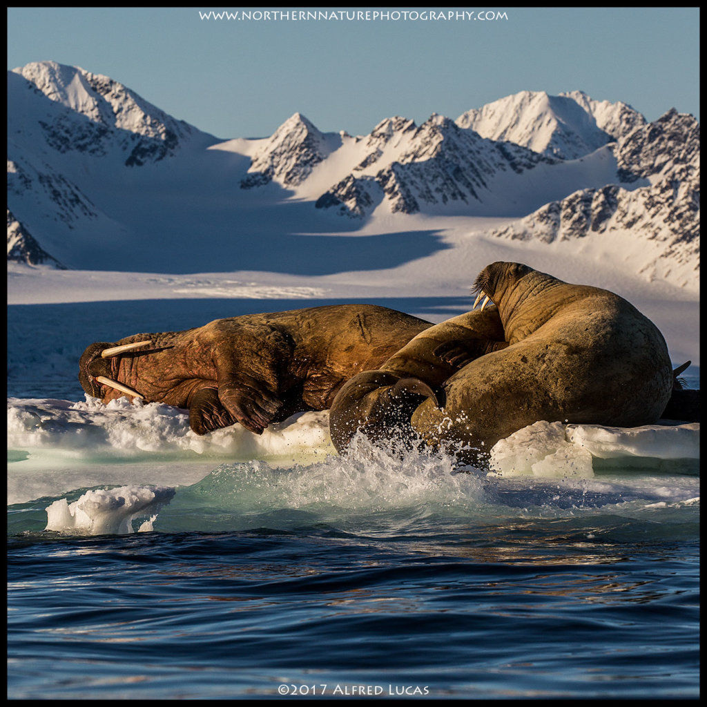 Walrus #9