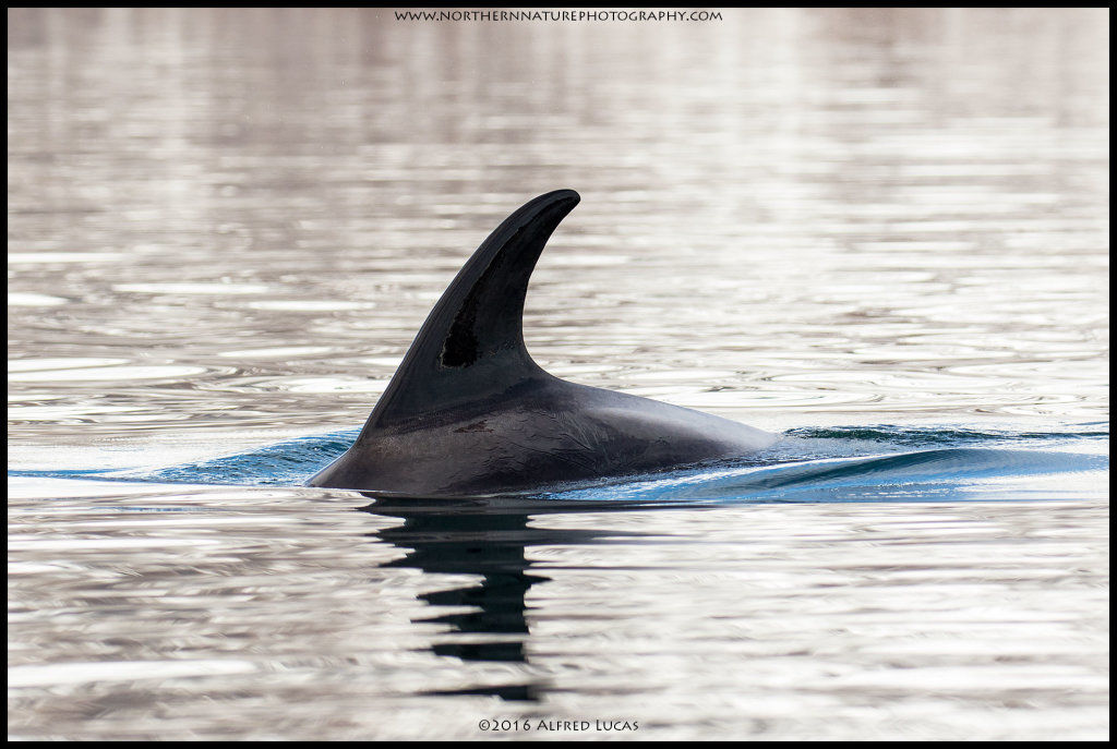 White-beaked dolphin #1