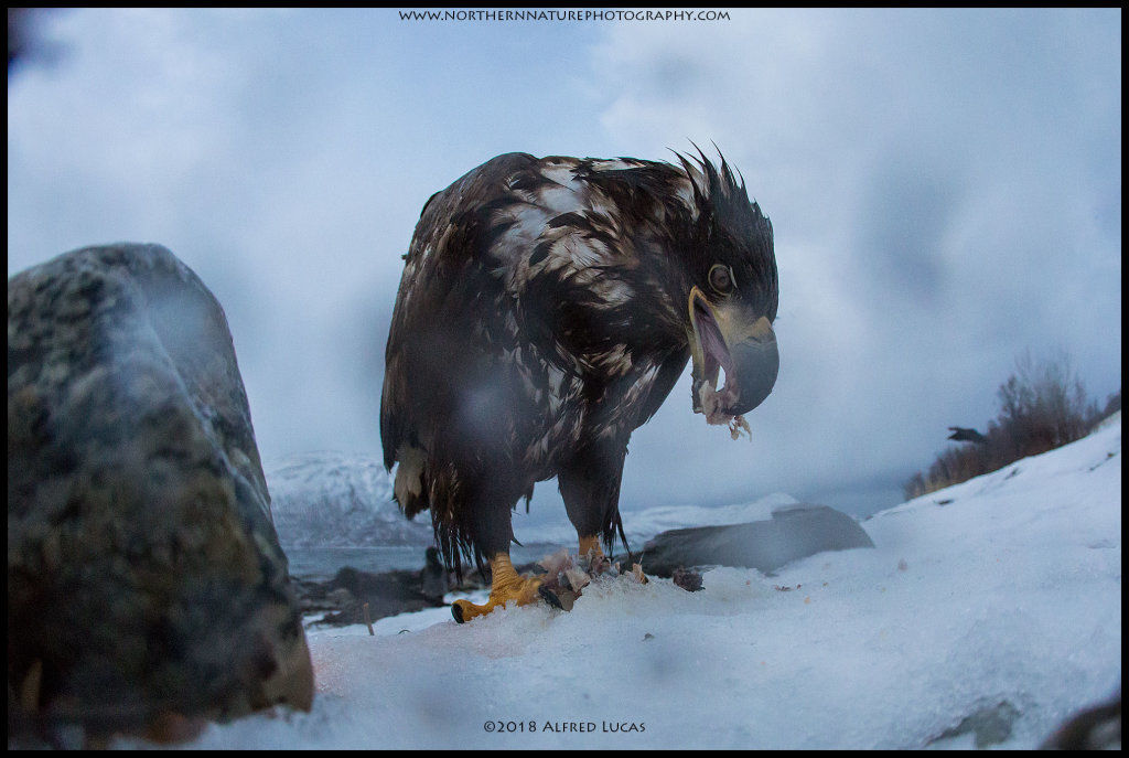 White-tailed eagle #10