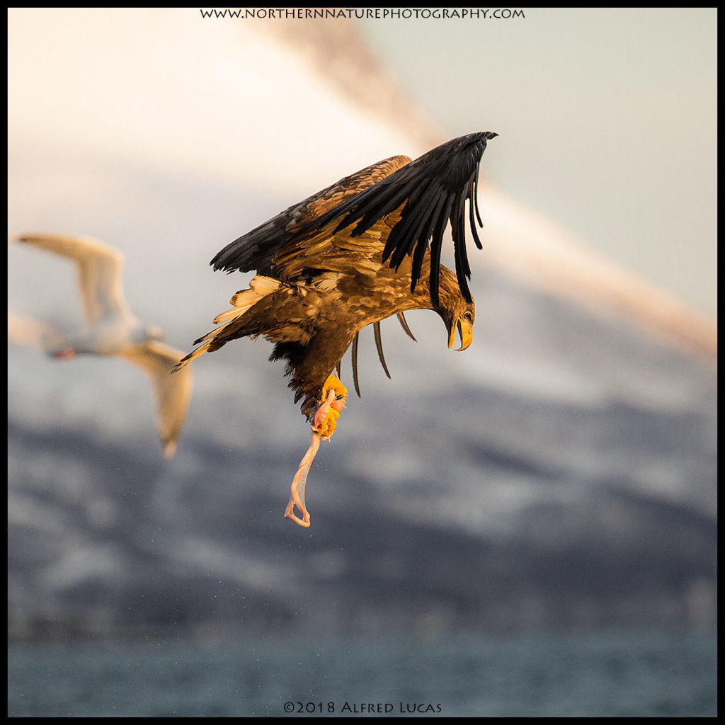 White-tailed eagle #11