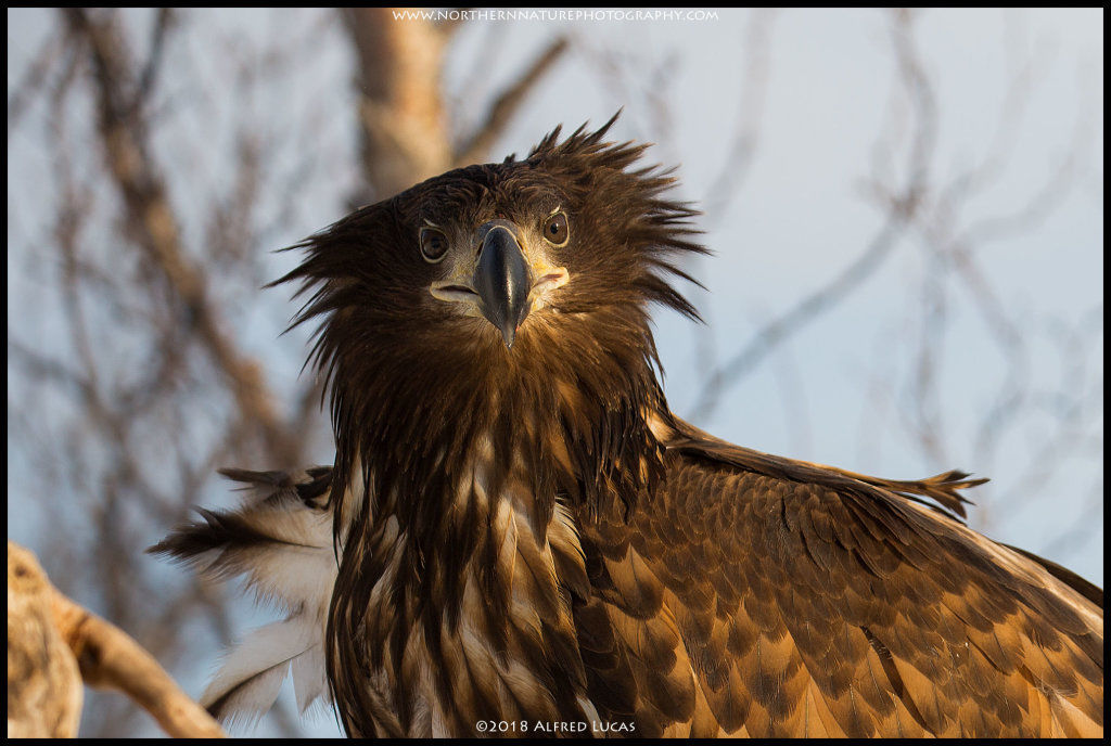 White-tailed eagle #12