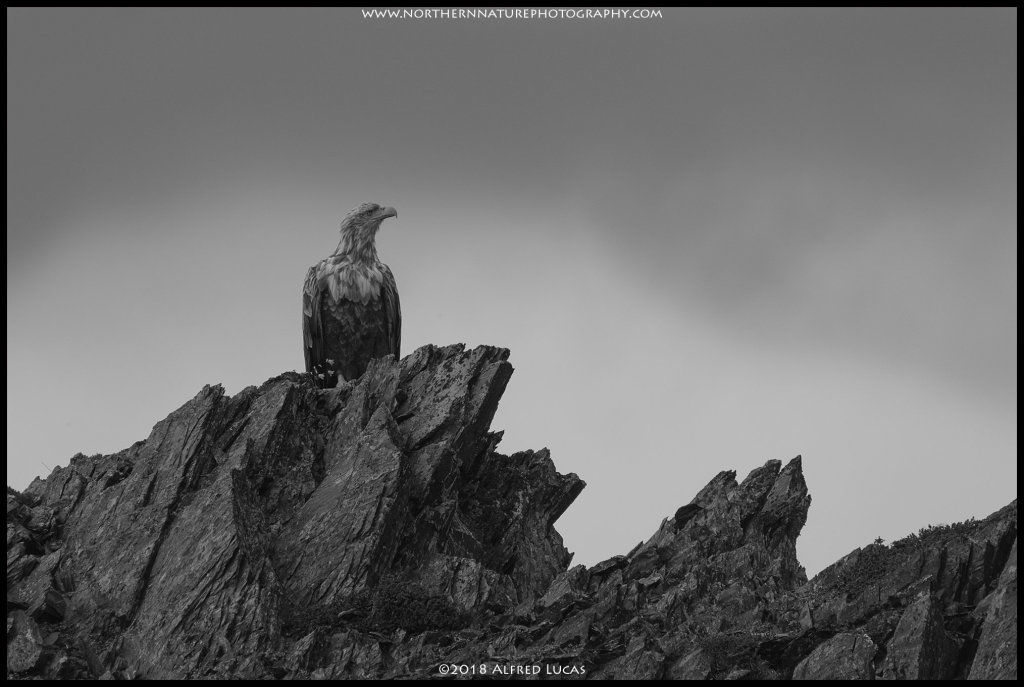 White-tailed eagle #13