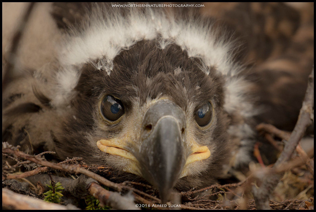 White-tailed eagle #1
