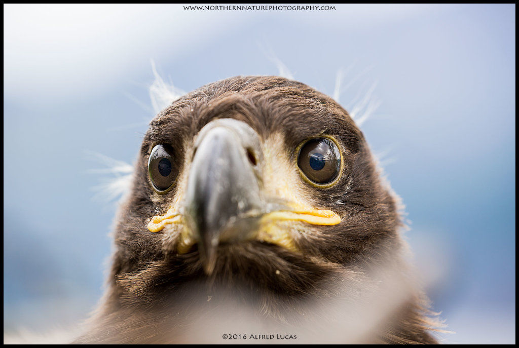 White-tailed eagle #2