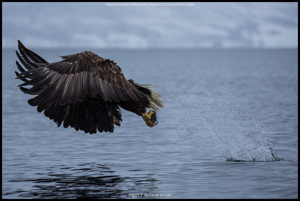 White-tailed eagle #3