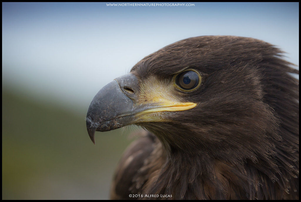 White-tailed eagle #5