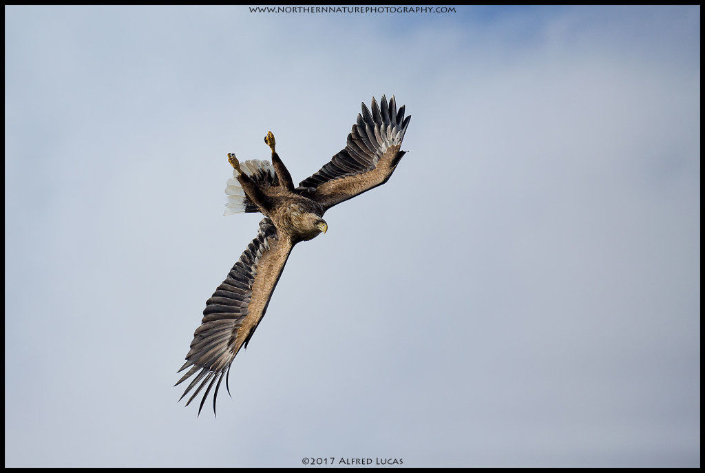 White-tailed eagle #6
