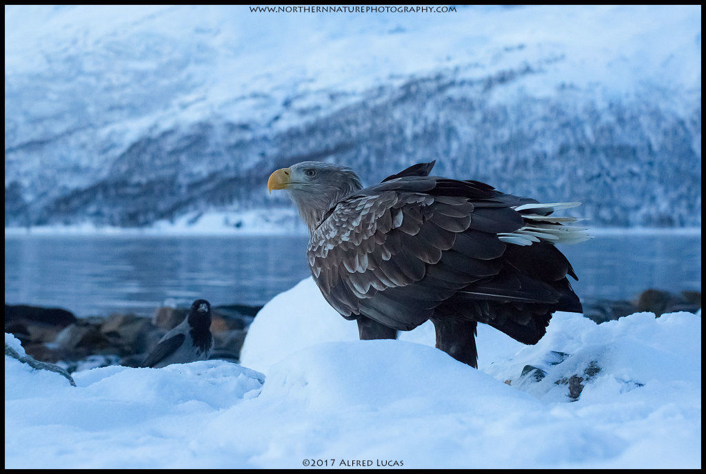 White-tailed eagle #7