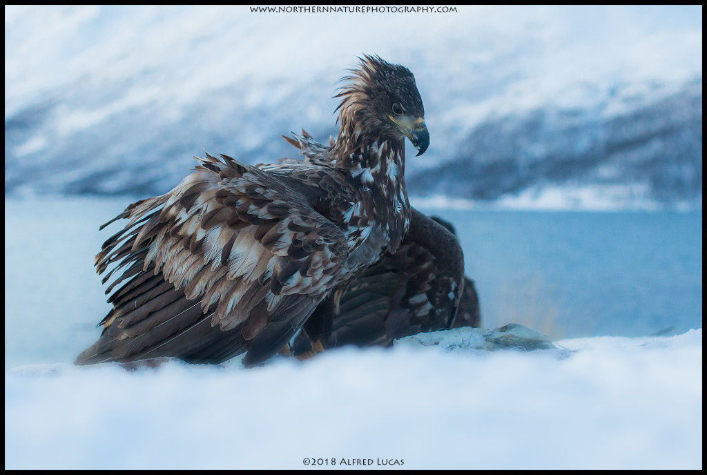 White-tailed eagle #9