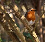 Garden Friend. Photographer : Ken Thorn
