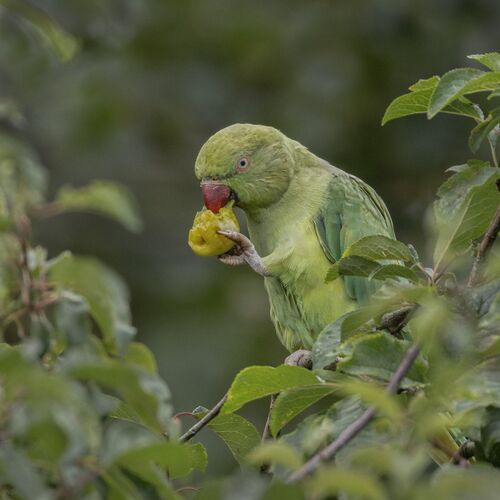 A Tasty Fruit. Photographer: Lorna O'Keefe