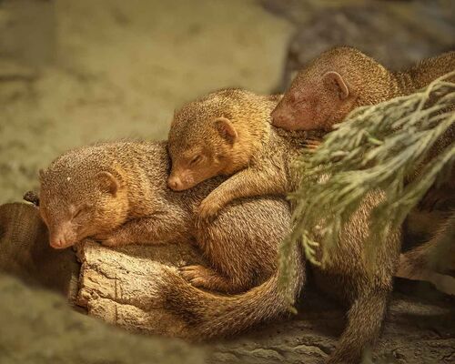 A Trio Of Mongoose.  Photographer:  Lorna O'keefe