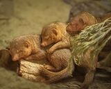 A Trio Of Mongoose.  Photographer:  Lorna O'keefe