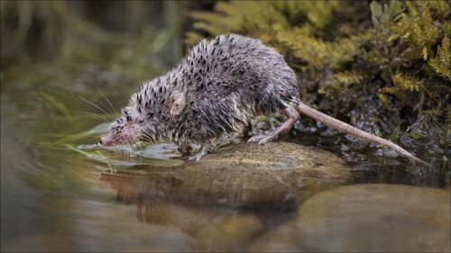 A Wet Shrew.  Photographer:  Lorna O'Keefe