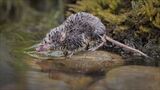 A Wet Shrew.  Photographer:  Lorna O'Keefe