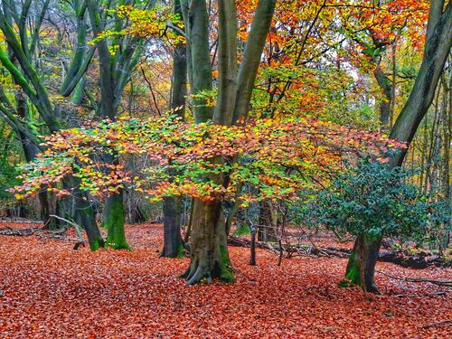 Autumn Parasol.  Photographer:  Dennis Shields