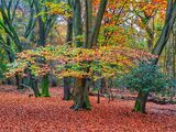 Autumn Parasol.  Photographer:  Dennis Shields