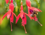 Back To Fuchsia. Photographer: Craig Mitchell