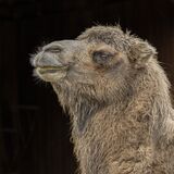 Bactrian Camel.  Photographer:  Lorna O'Keefe