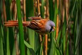 Bearded Tit In the reeds.  Photographer:  Pauline Blade