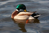 Beauty Duck.  Photographer: Gabriel Baloiu