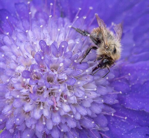 Bee On A Pincushion.  Photographer:  Jean Cuomo