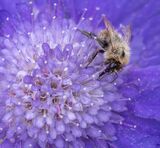 Bee On A Pincushion.  Photographer:  Jean Cuomo
