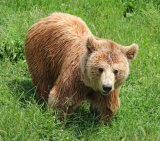 Brown Bear. Photographer: Lorna O'Keefe
