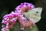 Cabbage White. Photographer: Ken Thorn