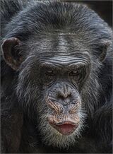 Captured Behind Glass.  Photographer:  Pauline Blade