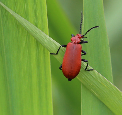 Cardinal Beetle. Photographer: Ken Thorn