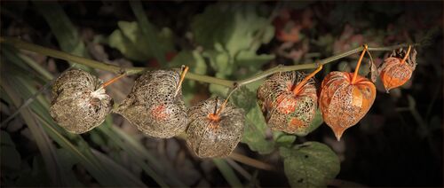 Chinese Lanterns.  Photographer:  Ornella Walker