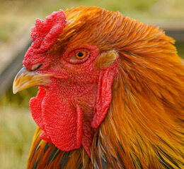 Colourful Braha Chicken.  Photographer: Carol Khorsandyon