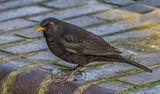 Curious Blackbird.  Photographer: Jean Cuomo