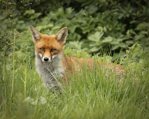 Curious Gaze.  Photographer:  Lorna O'Keefe