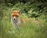 Curious Gaze.  Photographer:  Lorna O'Keefe