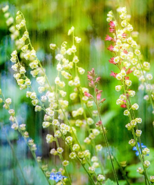 Dreamy Impressions.  Photographer:  Keith Upton