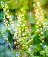 Dreamy Impressions.  Photographer:  Keith Upton