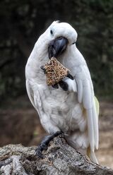 Enjoying A special Treat. Photographer: Ornella Walker