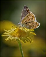 Female Common Blue Butterfly.  Photographer:  Lorna O'keefe