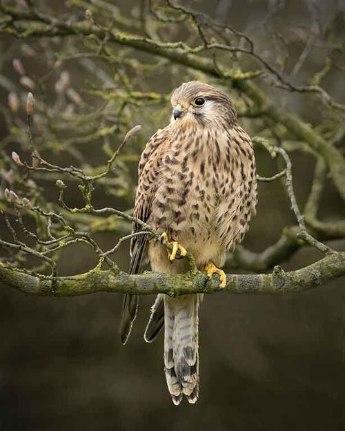 Female Kestrel.  Photographer:  Lorna O'Keefe
