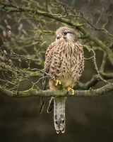 Female Kestrel.  Photographer:  Lorna O'Keefe